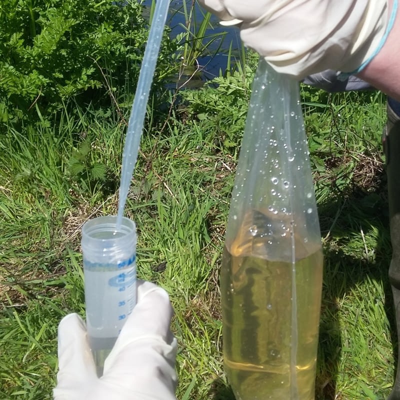 eDNA Sampling for Great Crested Newt | CSA environmental