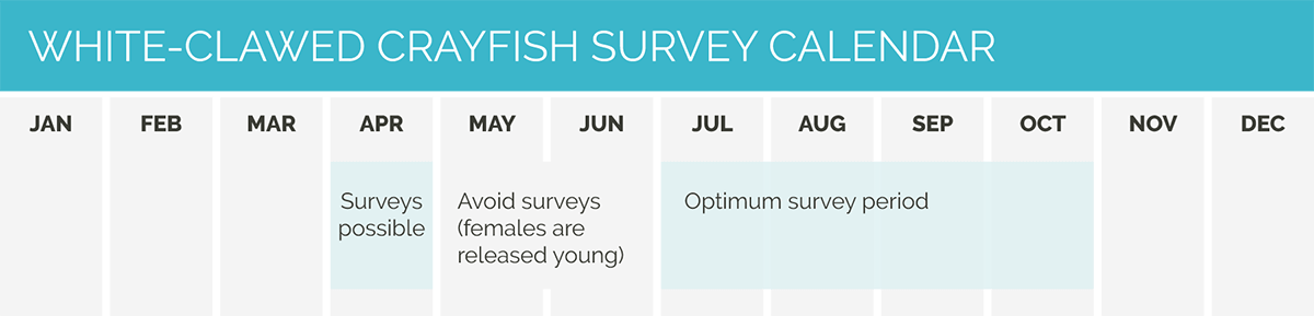 CSA calendar White Clawed Crayfish survey