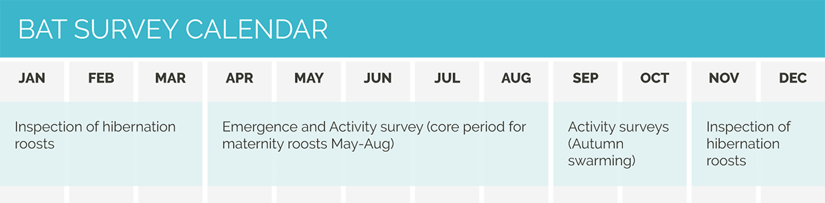CSA calendar bat survey