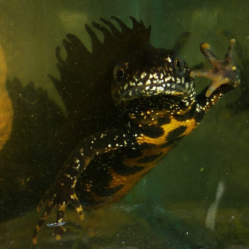 Great Crested Newt