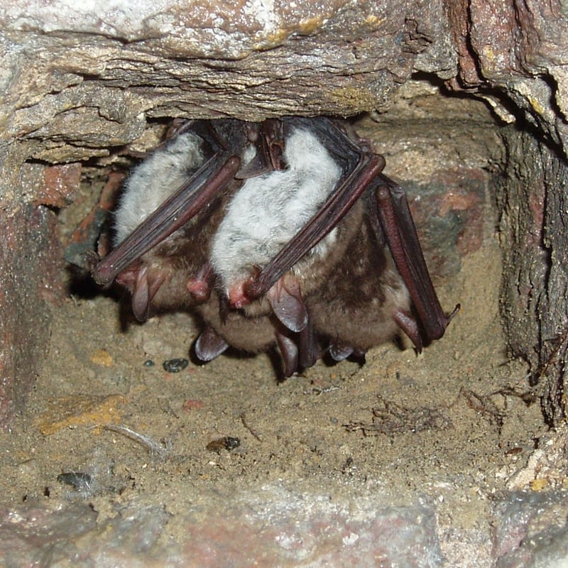 Bat Surveys Csa Environmental