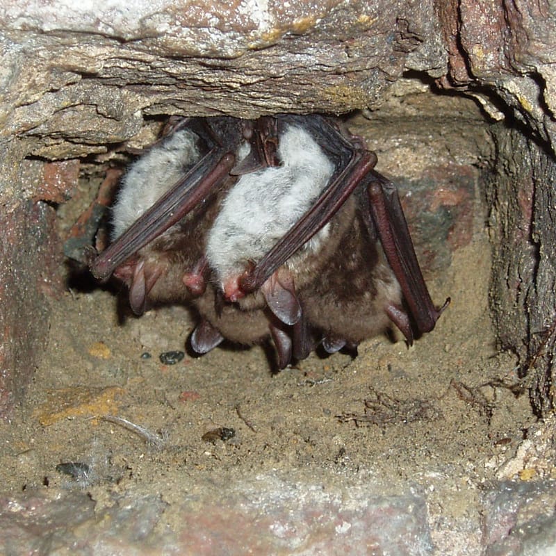 Bat Surveys | CSA environmental